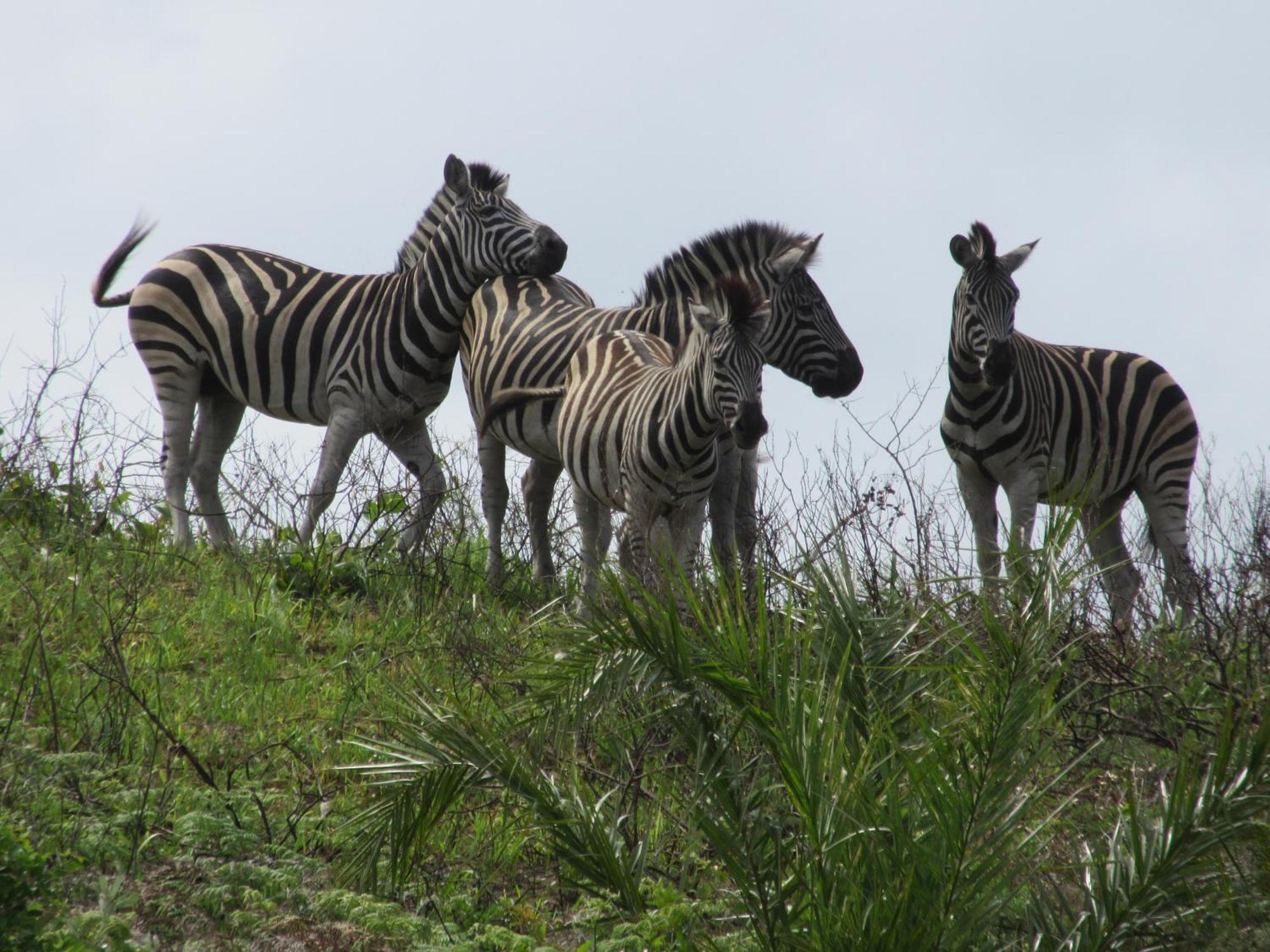 Appartamento Uitspan Saint Lucia Estuary Esterno foto