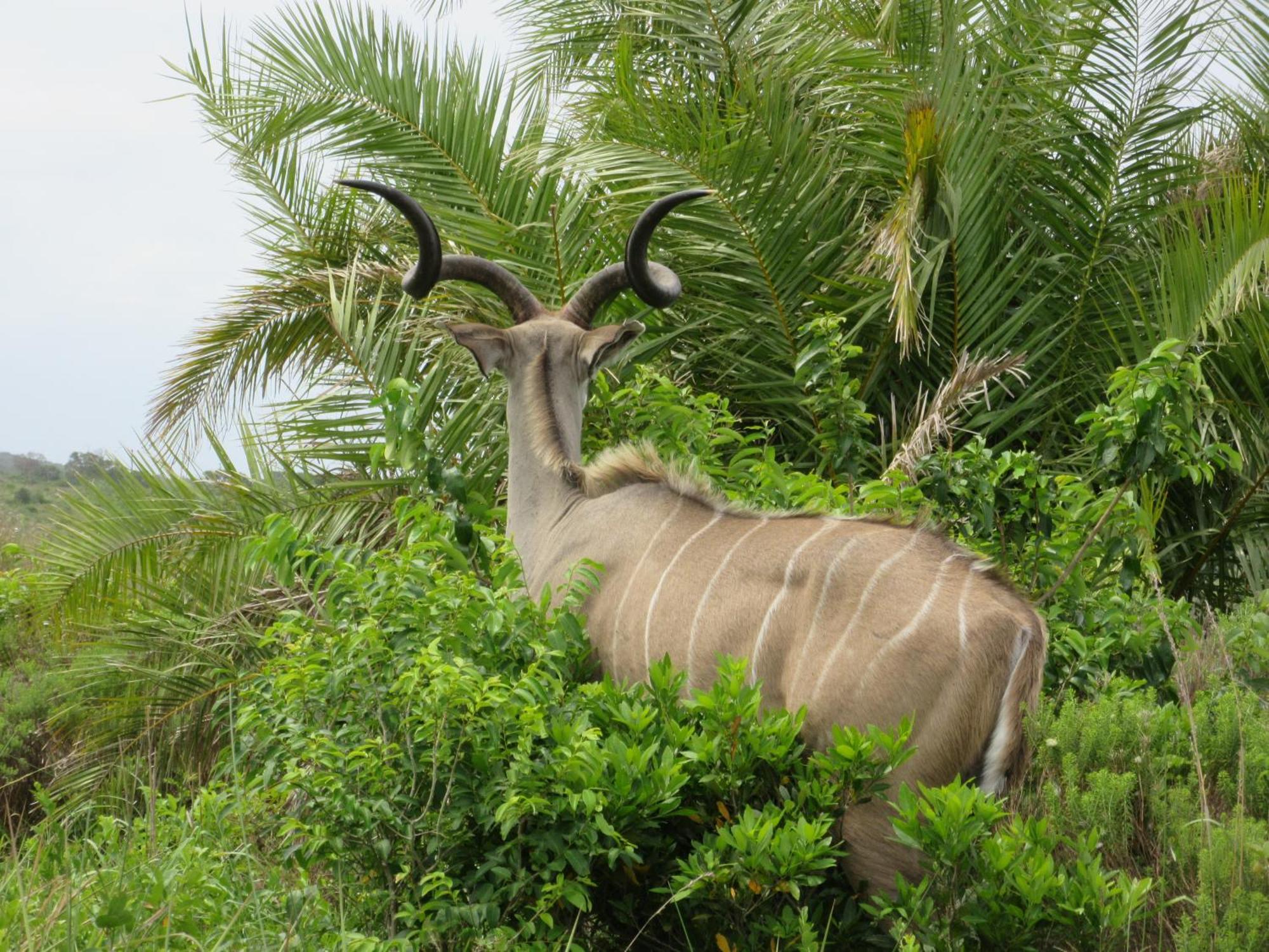 Appartamento Uitspan Saint Lucia Estuary Esterno foto
